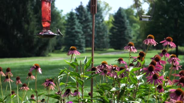 Vista Estática Colibríes Volando Por Alimentador Colgante Grandes Flores — Vídeo de stock