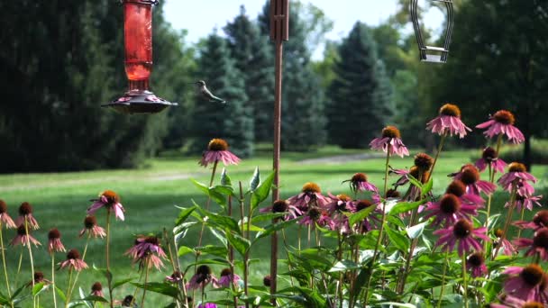 Колибри Летают Саду Приземляются Автоматическое Кормление Цветами — стоковое видео