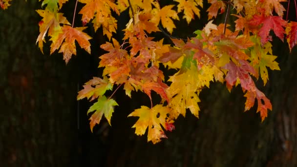 Raindrops Maple Tree Leaves Autumn Season Forest Inglês Estática — Vídeo de Stock