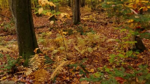 Foglie Secche Cadute Sul Terreno Della Foresta Durante Stagione Autunnale — Video Stock