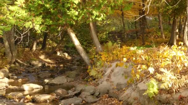 Rocky Stream Flowing Forest Fall Season Inglés Amplia Panorámica — Vídeos de Stock