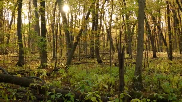 Sol Através Árvores Altas Floresta Com Novas Plantas Crescendo Chão — Vídeo de Stock