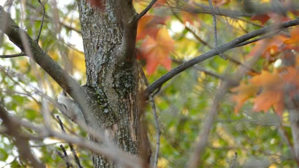 秋になると森の中のカエデの木の幹を見ることができます — ストック動画