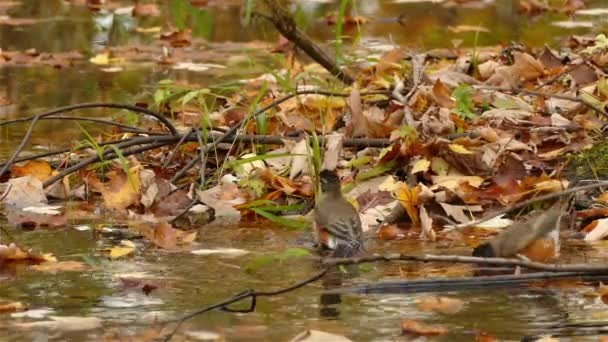 American Robin Birds Turdus Migratorius Forest Wetland Fallen Autumn Leaves — Vídeo de Stock