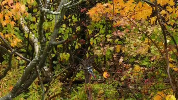 Blue Jay Pird Pecking Zatímco Sedí Větvi Stromu Lese Deštivý — Stock video