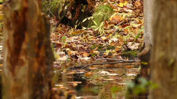 American Robin Bathing Wetland Forest Autumn Season Inglês Estática — Vídeo de Stock