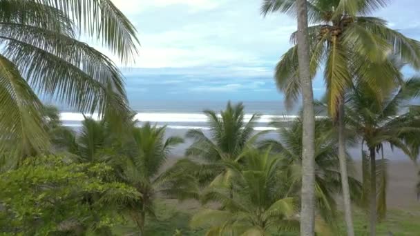 Cinematische Drone Schot Vliegen Door Palmbomen Een Tropisch Strand Onthullen — Stockvideo