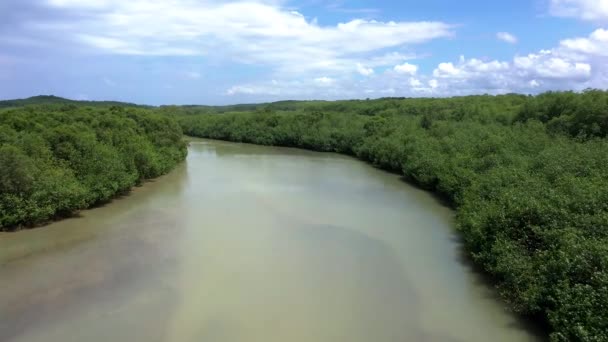 Drone Menembak Terbang Atas Sungai Bermoncong Dan Hutan Bakau Kosta — Stok Video