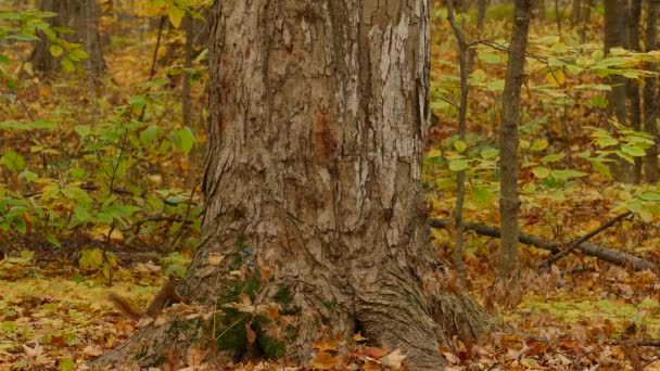 Ein Eichhörnchen Läuft Einem Wald Auf Einen Baum Umgeben Von — Stockvideo