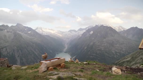 Una Pequeña Granja Frente Hermoso Paisaje Montaña Pollo Está Parado — Vídeos de Stock
