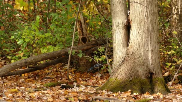 Folhagem Outono Paisagens Florestais Blue Jay Pássaro Sozinho Procura Comida — Vídeo de Stock