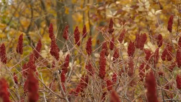 Chickadee Dalla Chioma Nera Vaga Tra Gli Alberi Sumac — Video Stock