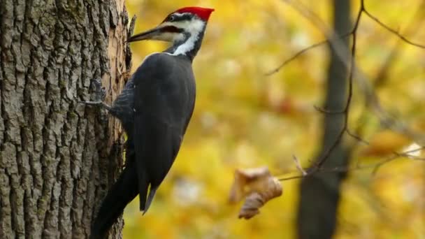 Pileated Woodpecker Pecking Trunk Close Shot — Stock Video