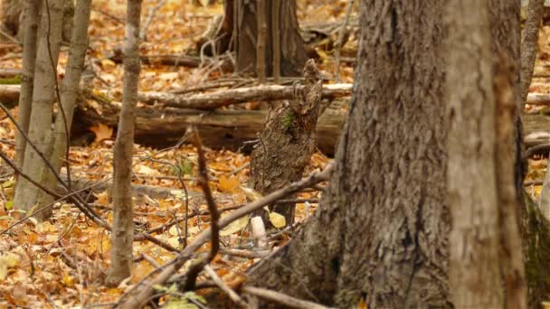 Kleiner Brauner Schlingvogel Auf Nahrungssuche Einem Baumstamm — Stockvideo