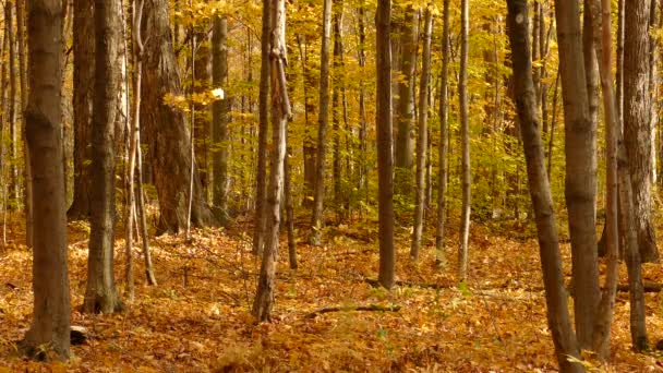 Listy Šustí Padají Teplém Neobydleném Zeleném Lese — Stock video