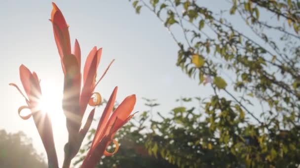 Sunlight Flowers Canna Indica Indian Shot Garden Close — Video Stock