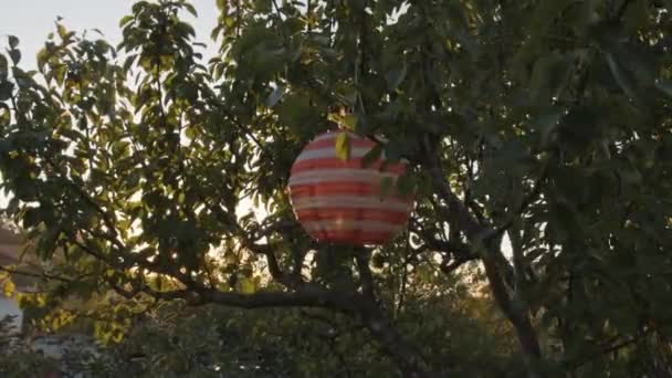 Έγχρωμος Φανός Μπαλόνι Κρεμασμένος Πράσινα Δέντρα Στο Ηλιοβασίλεμα Μεσαία Βολή — Αρχείο Βίντεο