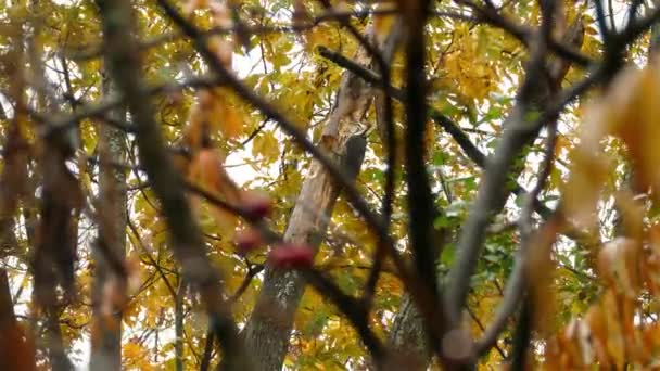 Ein Versteckter Blick Auf Einen Specht Der Auf Einem Baum — Stockvideo