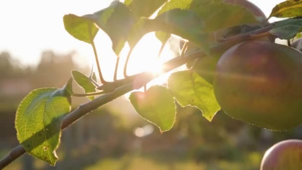 Ett Gäng Äpplen Trädgren Upplysta Med Starkt Solljus Vid Solnedgången — Stockvideo