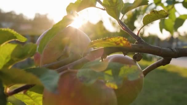 Luce Del Sole Bokeh Mele Rosse Sul Ramo Dell Albero — Video Stock