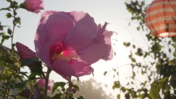 暖かい太陽が背景に輝くピンクのハイビスカスの花のクローズアップ — ストック動画