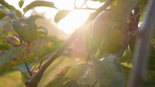 Bokeh Sunlight Baldachim Przez Owoce Jabłoni Gałęzi Drzewa Podczas Zachodu — Wideo stockowe