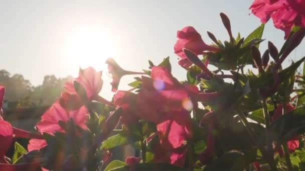 Pink Flowers Garden Bright Sunlight Bokeh Reflection Medium Shot — Vídeo de stock