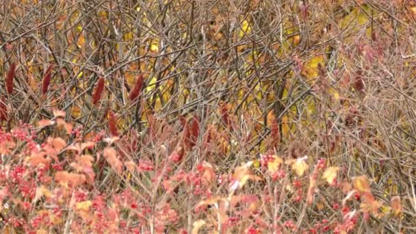 Salvapantallas Otoñales Con Viento Moviendo Ramas Arbustos Secos — Vídeos de Stock