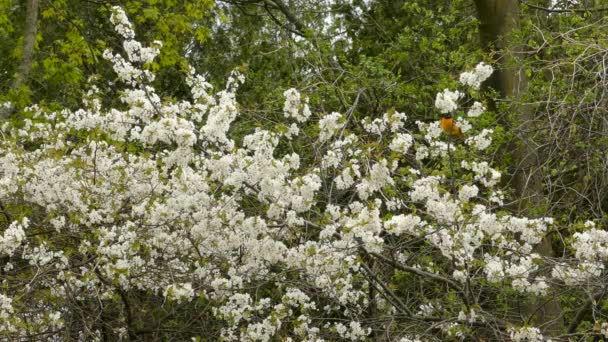 Baltimore Oriole Bird Icterus Galbula Hermoso Arbusto Blanco Con Flores — Vídeos de Stock