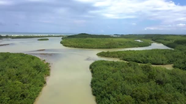 コスタリカのジャングルの中を流れる川とマングローブの空中撮影 — ストック動画