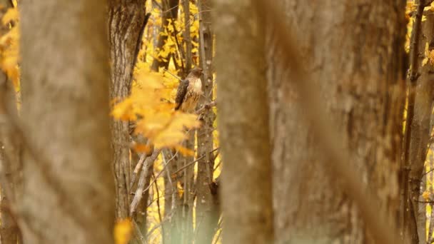 Divoký Red Tailed Hawk Ale Jamaicensis Sedí Větvi Stromu Čeká — Stock video