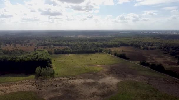 Virando Drone Tiro Natureza Cima — Vídeo de Stock