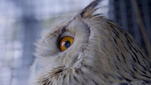 シベリアのワシのフクロウのオレンジ色の目の終わり — ストック動画