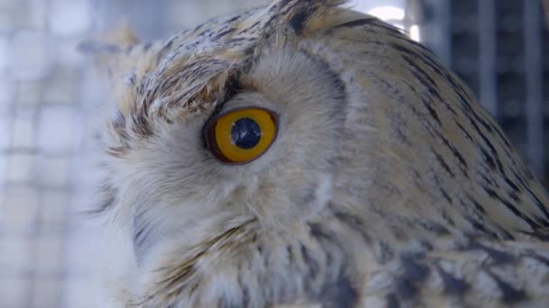 Close Van Oranje Oog Van Siberische Adelaar Uil Kooi Uhu — Stockvideo