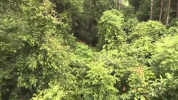 在茂密的森林里 一个人坐着拉链在树间飞行的Pov镜头 — 图库视频影像