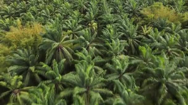 Close Drone Shot Flying Top Palm Trees Palm Oil Farm — Stock Video