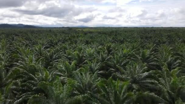 Drone Survolant Sommet Des Palmiers Sur Une Plantation Huile Palme — Video