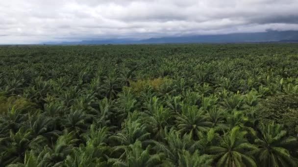 Une Plantation Sans Fin Huile Palme Costa Rica Étend Horizon — Video