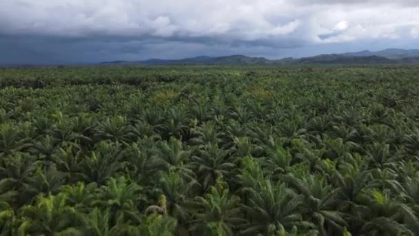 Снимок Воздуха Огромной Фермы Пальмового Масла Коста Рике Окруженной Горами — стоковое видео