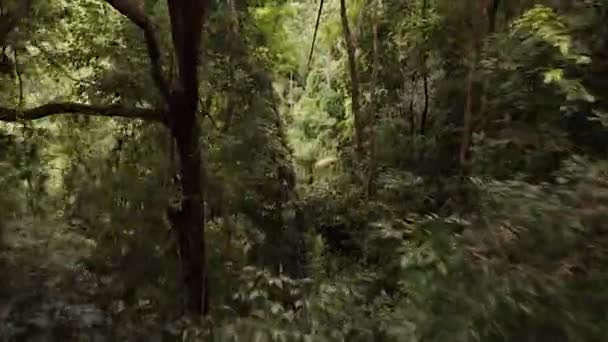 Gopro Aufnahme Einer Person Einer Seilrutsche Einem Wald Costa Rica — Stockvideo