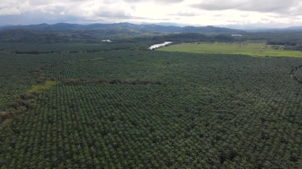 Huge Palm Oil Farm Costa Rica Aerial View Deforestation Caused — Stock Video