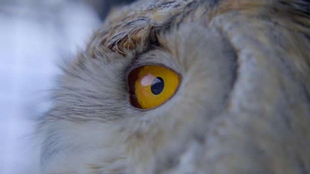 Extremo Perto Olho Coruja Águia Siberiana Uhu — Vídeo de Stock