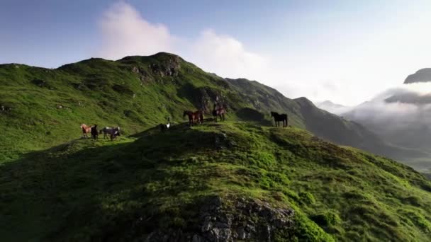 Droneshot Volando Paralelo Algunos Caballos Sobre Colinas Senderos Los Alpes — Vídeos de Stock