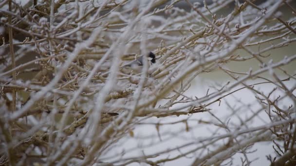Zbliżenie Małego Ptaka Złapanego Drzewie Zimą Zwolnionym Tempie — Wideo stockowe