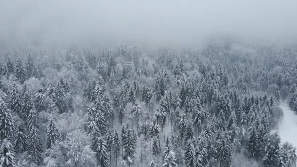 Wald Von Oben Nach Einem Schneesturm Mit Niedrigen Wolken Und — Stockvideo