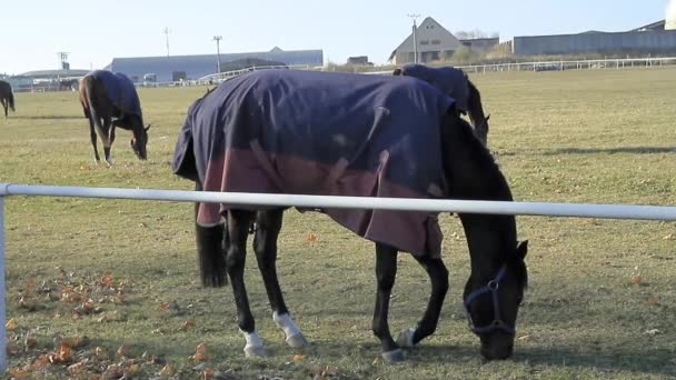 Άλογο Που Περπατά Μέσα Από Λιβάδια Απόθεμα Βίντεο — Αρχείο Βίντεο