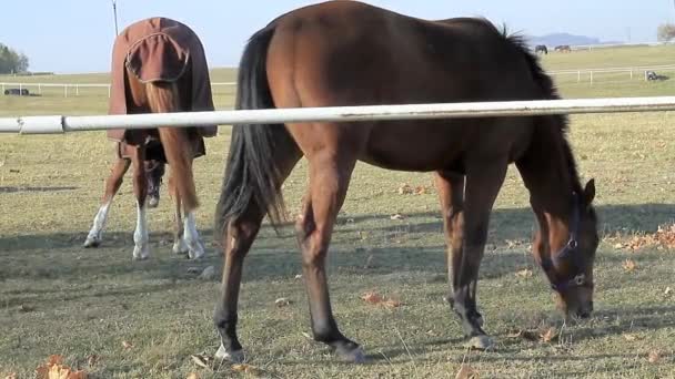 Horse Walking Meadows Eating Grass Stock Video — Stock Video