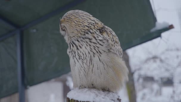 Närbild Uggla Ansikte Slow Motion Med Detalj Och Färgglada Ögon — Stockvideo