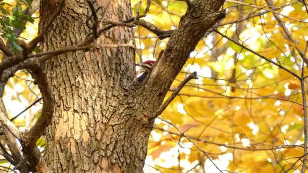 Burung Pelatuk Yang Diterkam Makan Dari Batang Pohon Dengan Daun — Stok Video