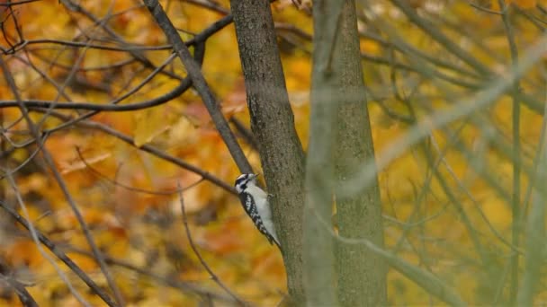毛深いキツツキ Leuconotopics Villosus カラフルな秋の森の木の幹をハンマー — ストック動画
